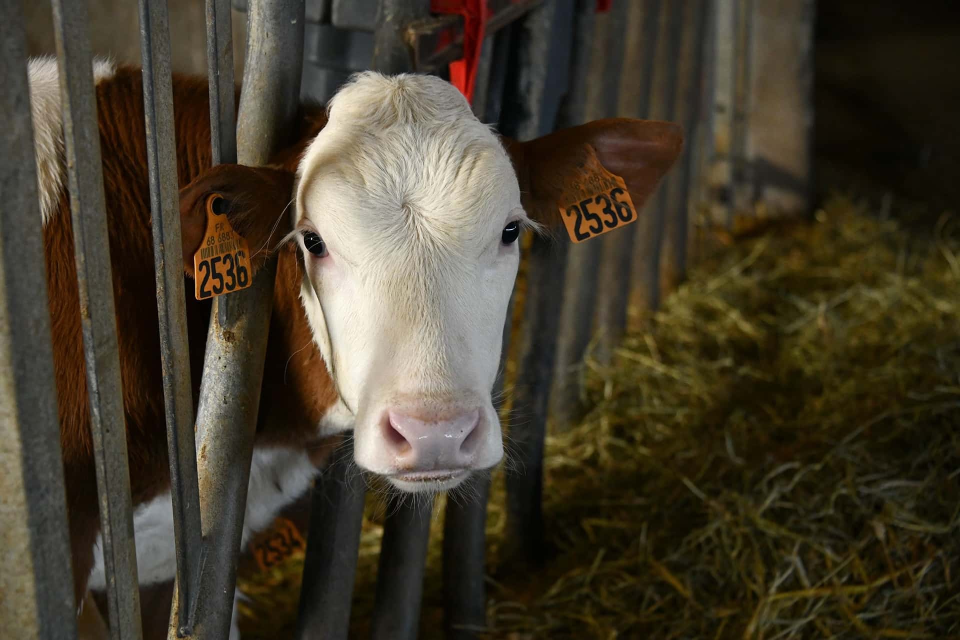 Une génisse de la ferme dans la stabulation, à Orbey
