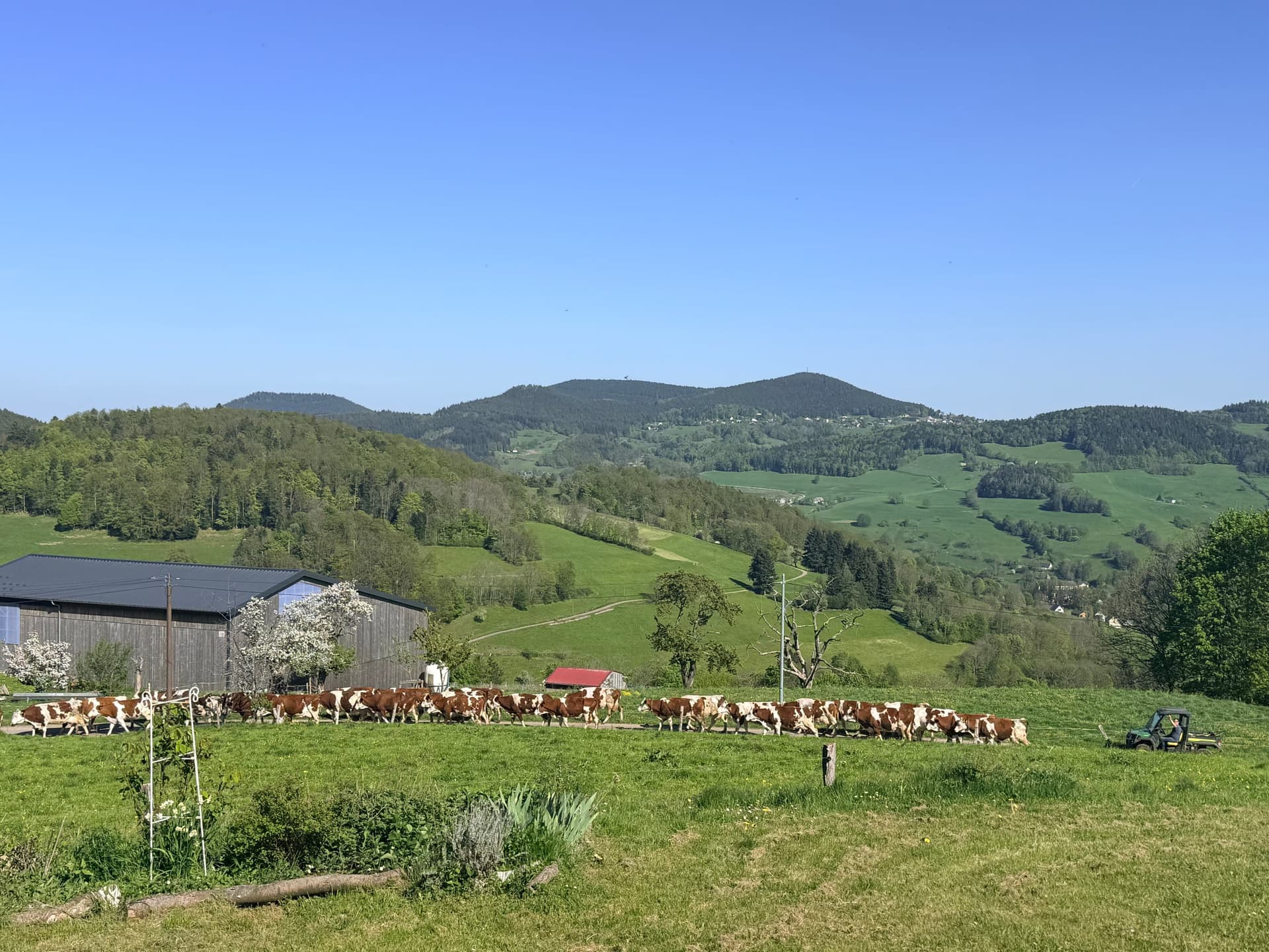 Troupeau de vaches dans la prairie, fermes et montagnes des Vosges au loin.