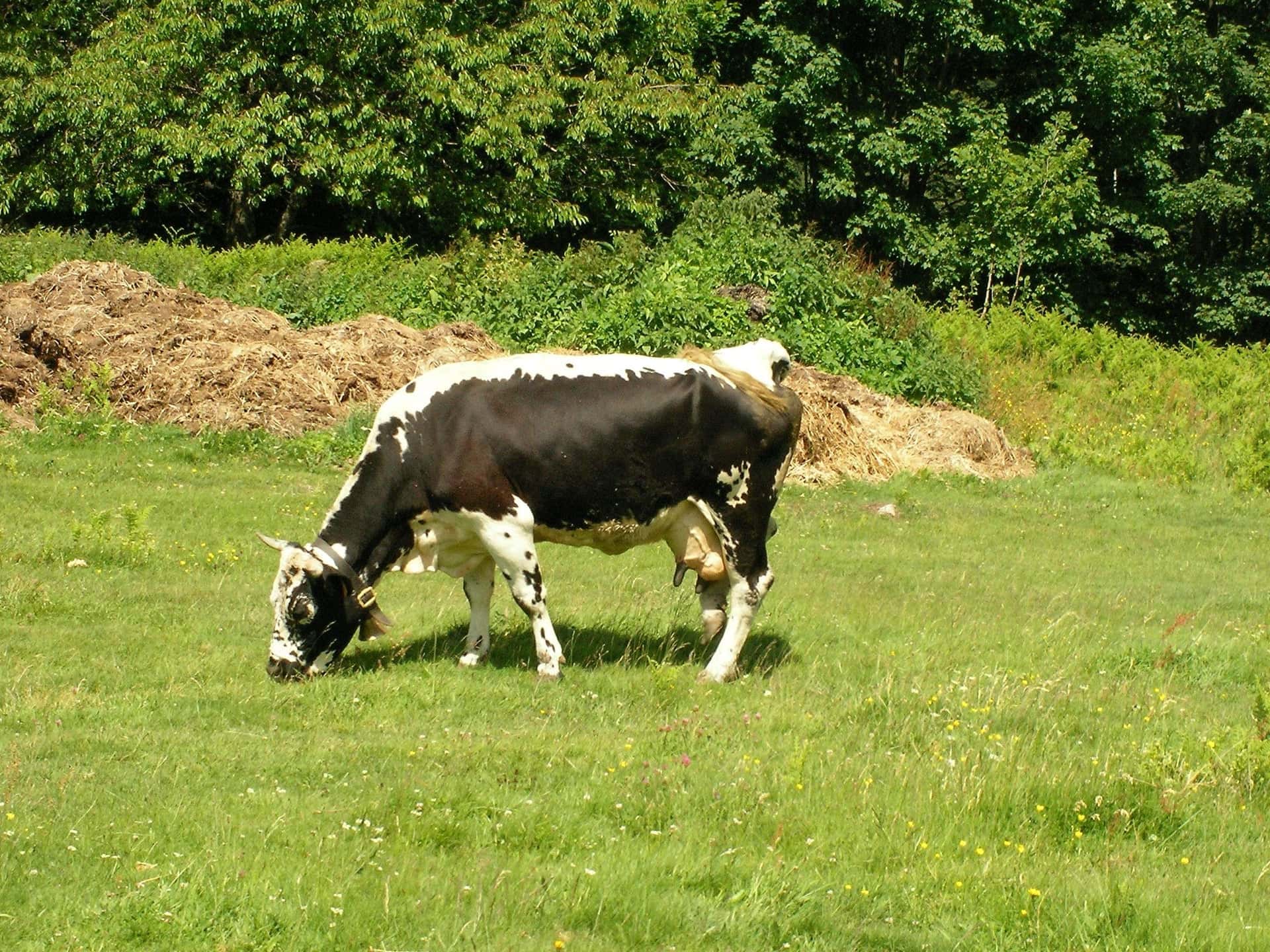 La Maison du Fromage, Vallée de Munster, photo 3