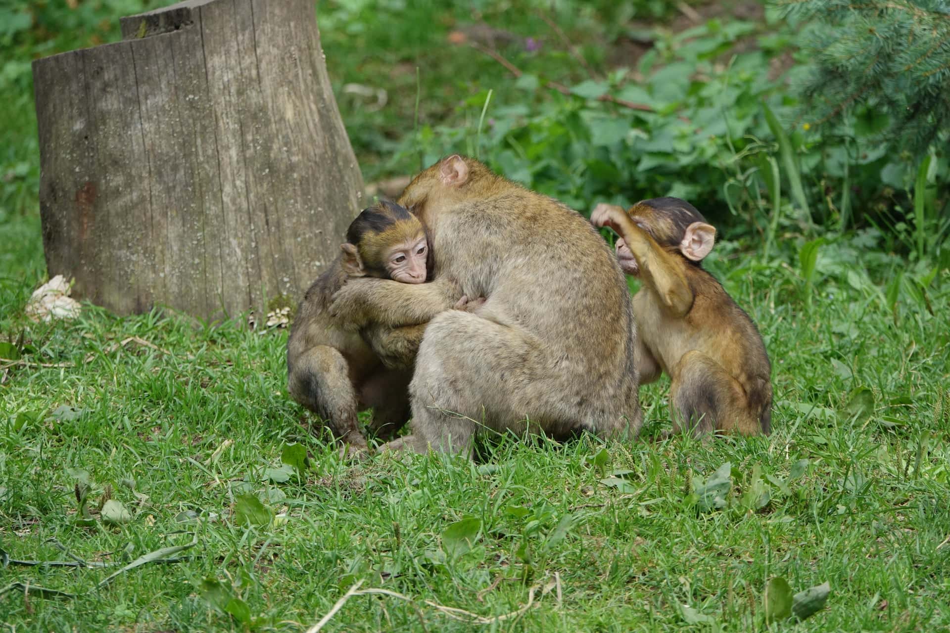 Monkey Mountain and the Eagle Park