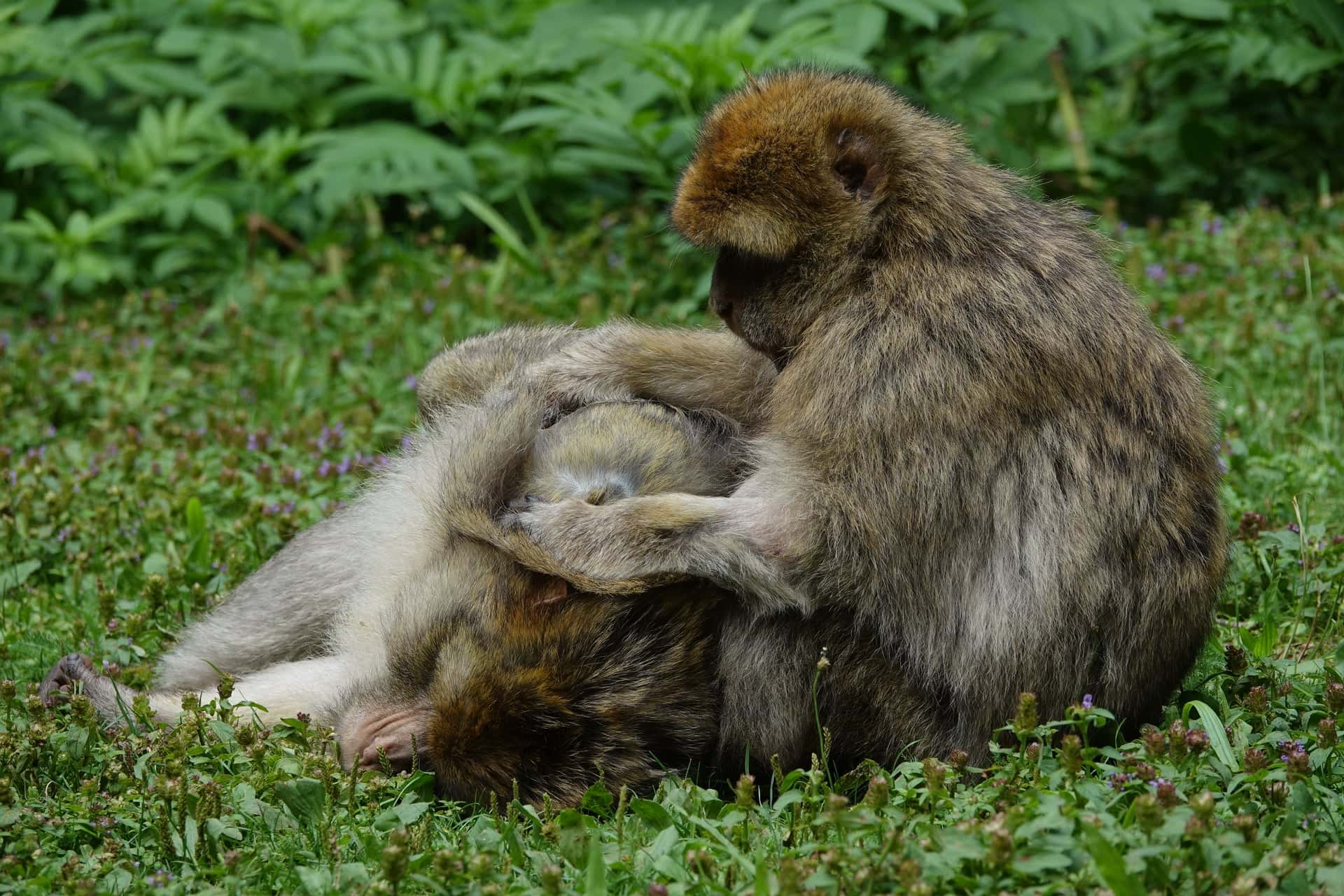 Monkey Mountain and the Eagle Park, photo 3