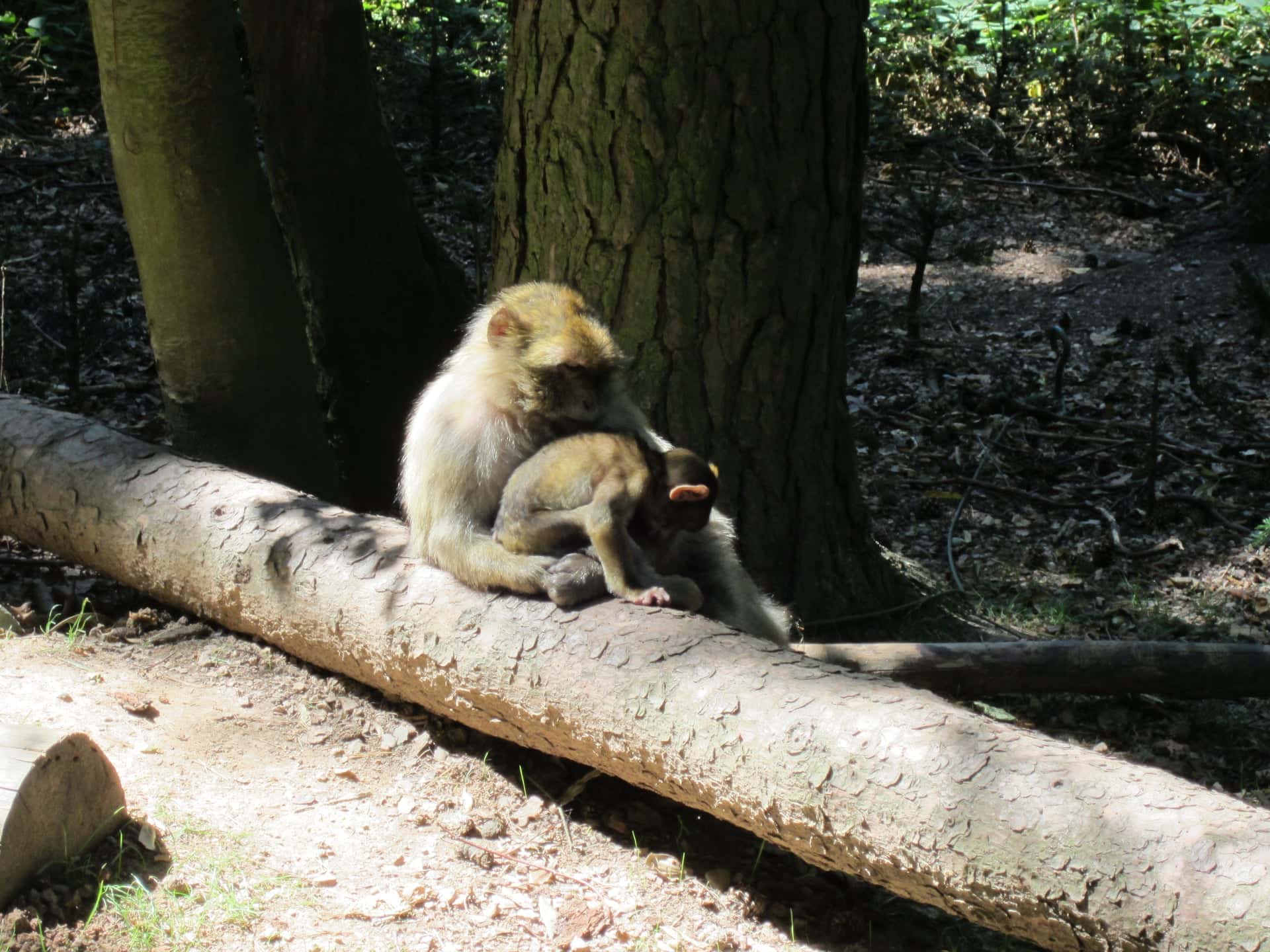 Monkey Mountain and the Eagle Park, photo 5